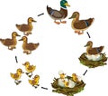 Life cycle of bird. Stages of development of wild duck mallard from egg to duckling and adult bird Royalty Free Stock Photo